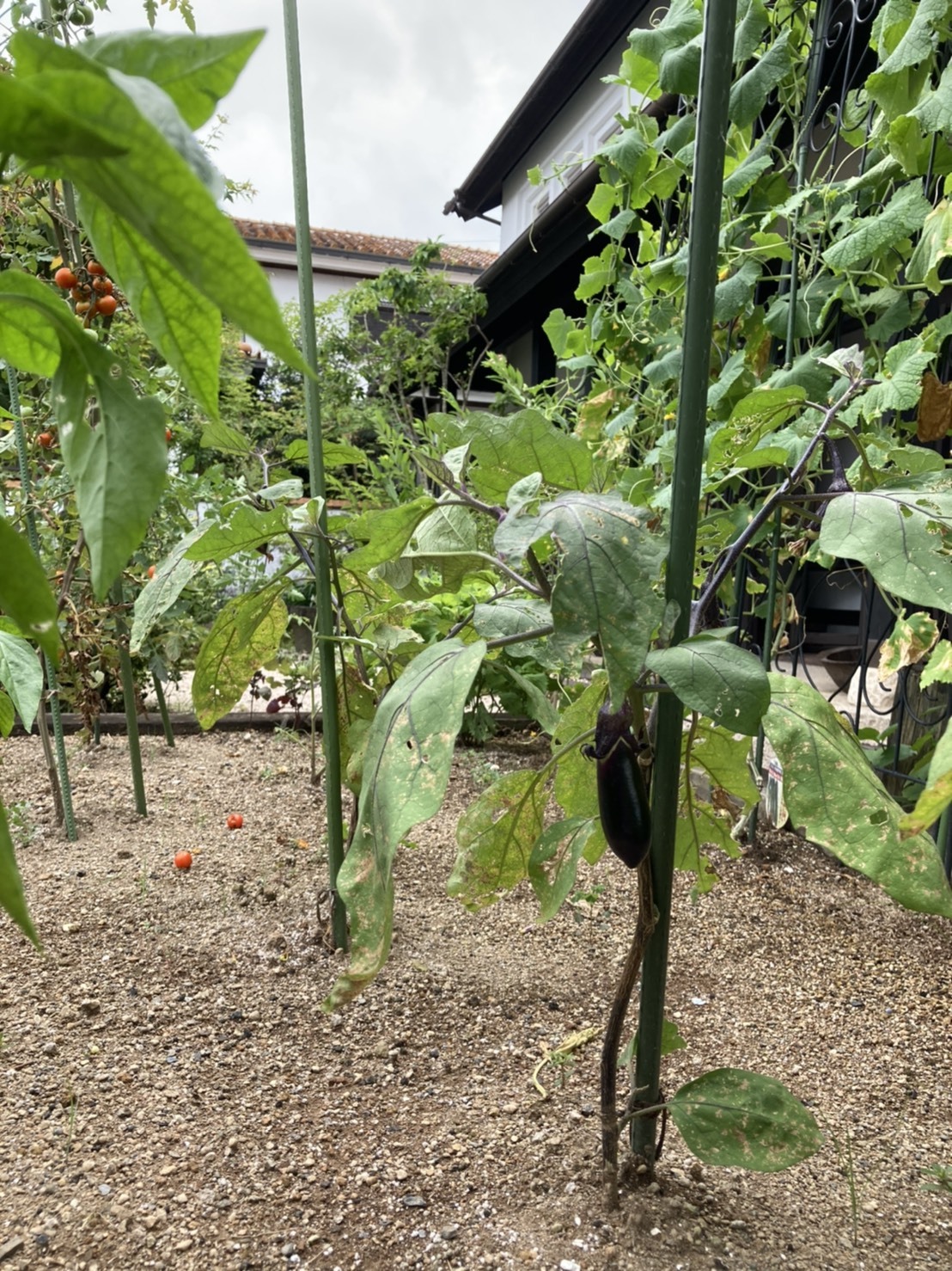 球磨杉の舎の畑仕事 夏野菜の収穫 福岡 佐賀の木の家づくりの工務店 未来工房